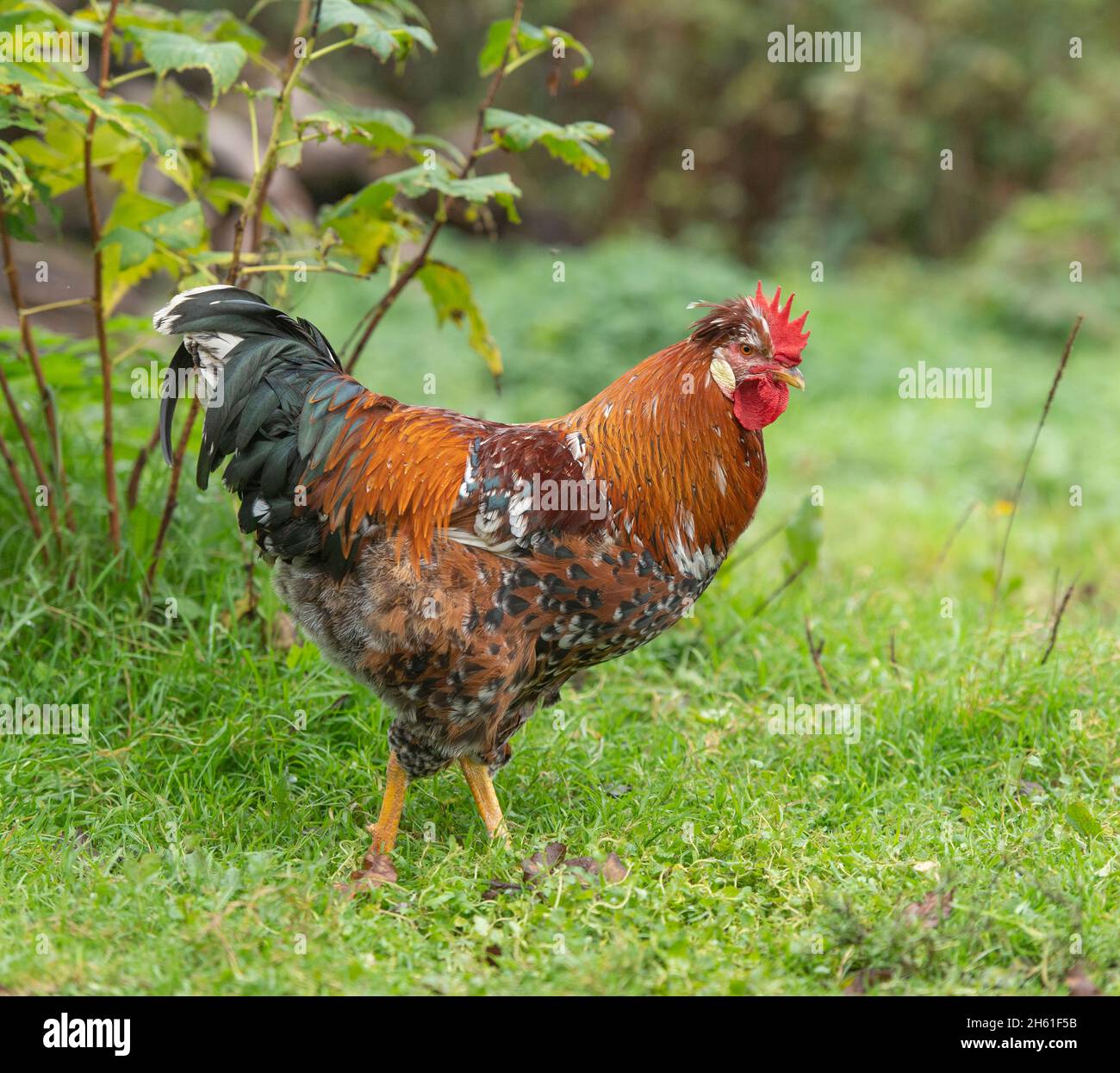 Schwedische Blumenhenne Cockerel Stockfoto