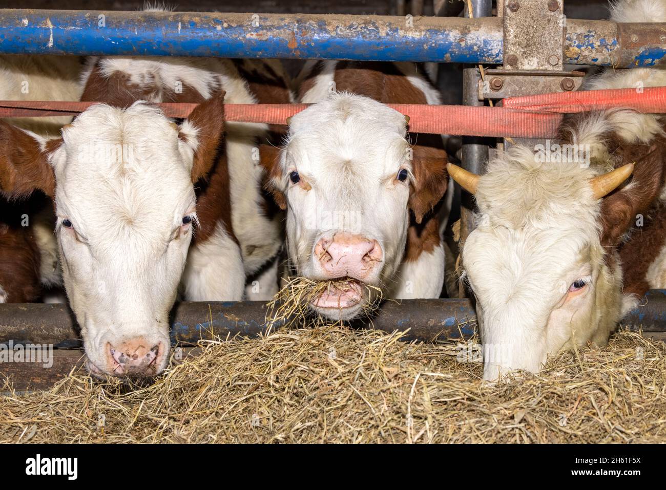 Kühe fressen Heufutter, drei Köpfe weiden Stroh in einer Scheune und gucken durch die Riegel Stockfoto