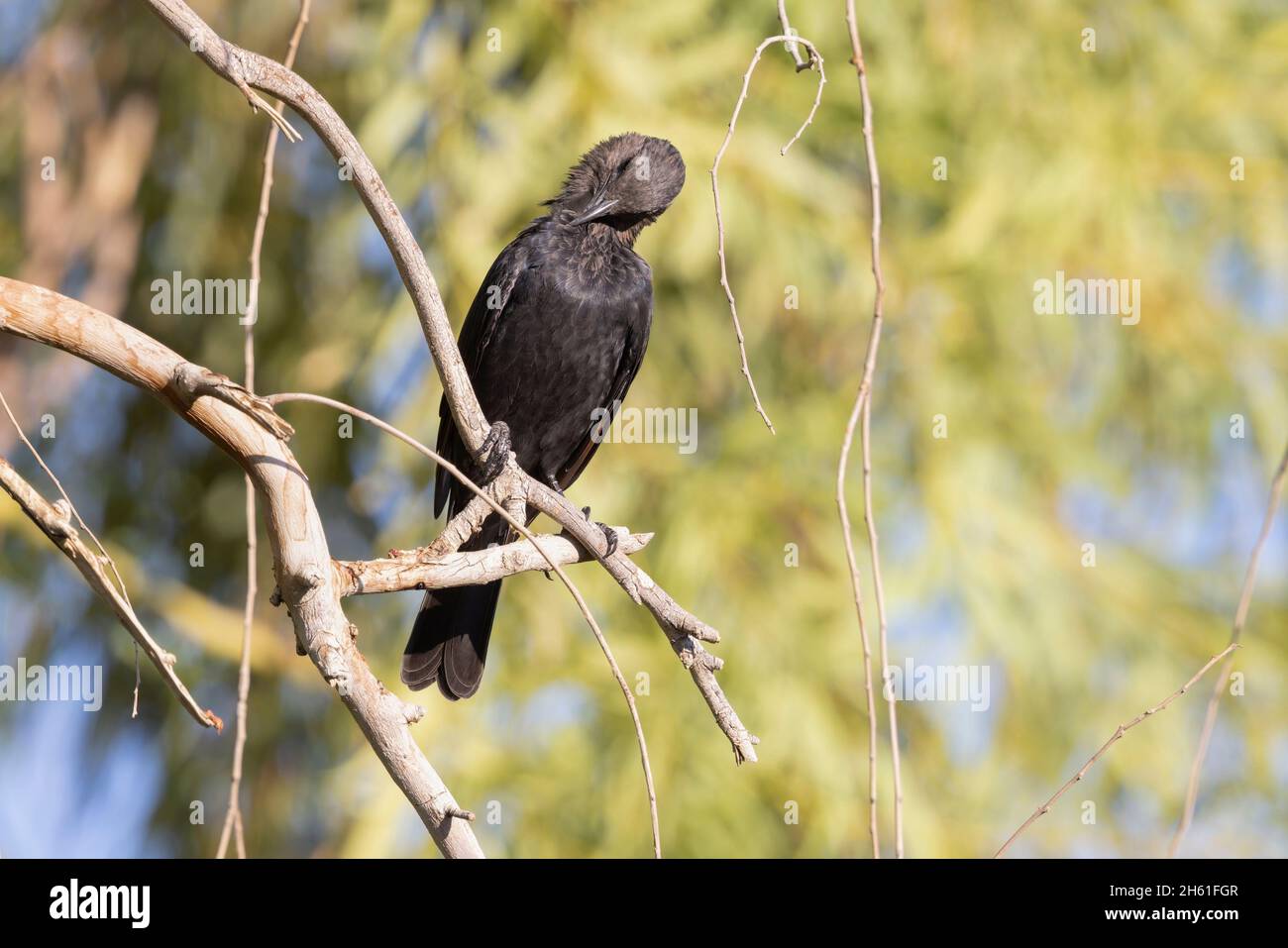 Tristrams Star, Swemeh, Dead Sea, Jordanien, Oktober 2021 Stockfoto