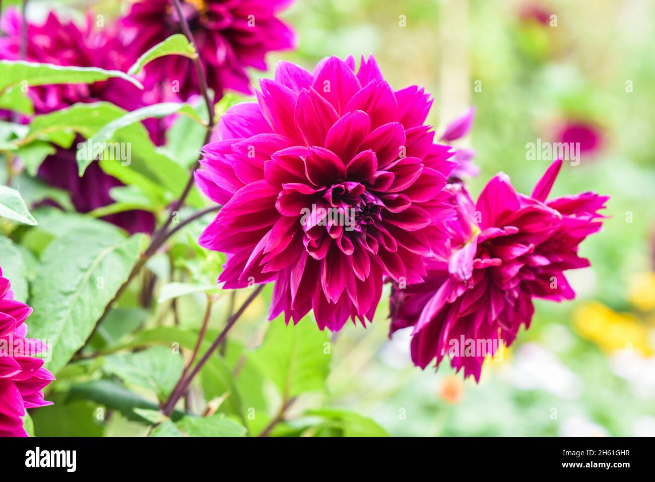 Rosafarbene Dahlien blühen im Garten. Stockfoto