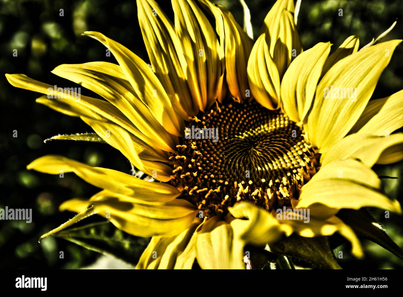 Nahaufnahme einer Sonnenblume mit dramatischer Wirkung Stockfoto