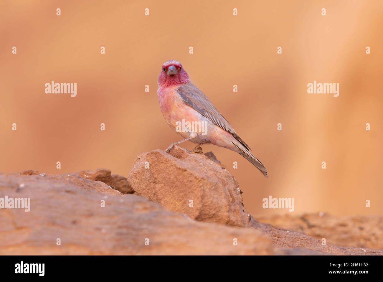 Sinai Rosefinch Stockfoto