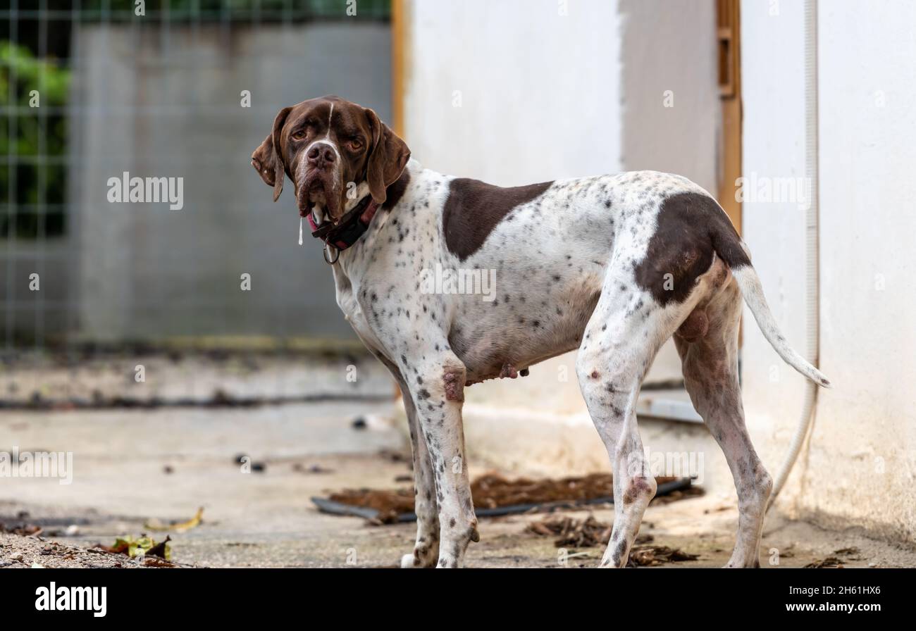 Ein großer Boxerhund, der auf der Straße herumstreift. Stockfoto