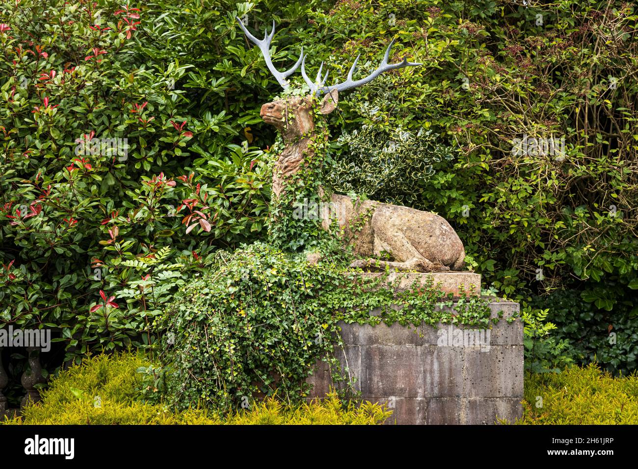 Statue eines Hirsches, umgeben von Büschen und mit Efeu bewachsen, auf dem Gelände des Palmerstown House, Johnstown, County Kildare, Irland Stockfoto