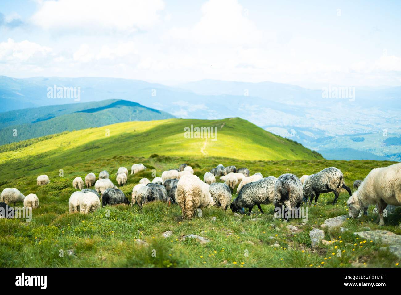 Eine Schafherde in den Bergen. Schöne Aussicht auf die Berglandschaft. Karpaten, Ukraine. Stockfoto