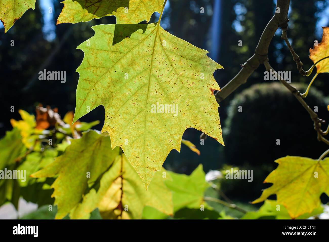 Zweig mit frischen, leuchtend grünen Blättern des Platanus oder Platanen-Baumwipfel klaren Himmel in einem Garten in einem sonnigen Herbsttag, schöne Outdoor monochromen Backgr Stockfoto Zweig mit frischen, leuchtend grünen Blättern des Platanus oder Platanen-Baumwipfel klaren Himmel in einem Garten in einem sonnigen Herbsttag, schöne Outdoor monochromen Backgr Stockfoto