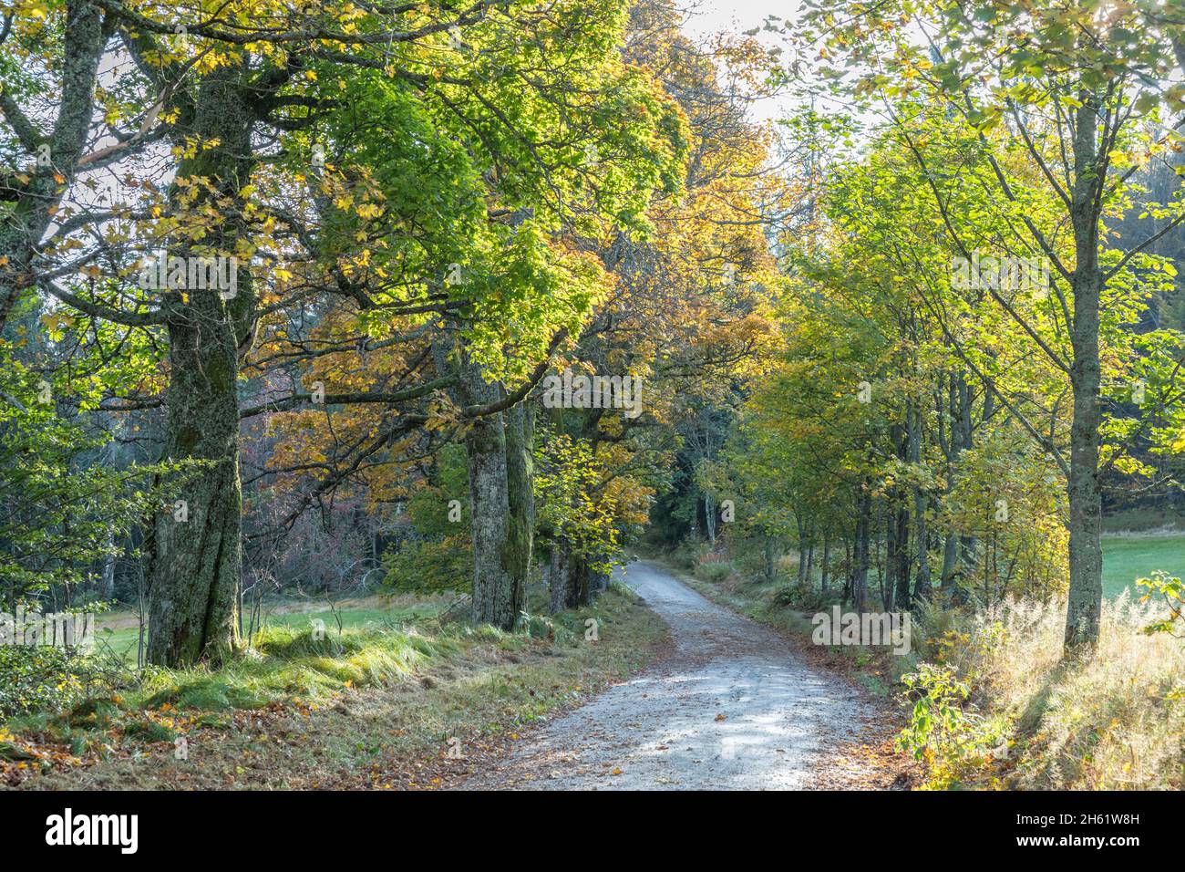 Weg im Herbst, Weg im Herbst Stockfoto