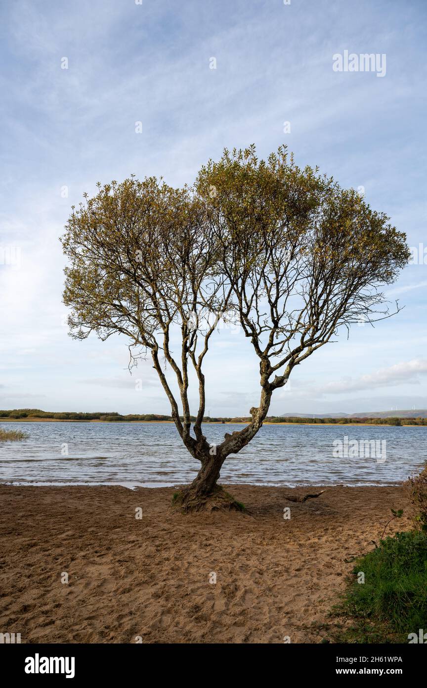 Der Baum im Kenfig Pool Naturschutzgebiet in der Nähe von Porthcawl, South Wales, Großbritannien Stockfoto