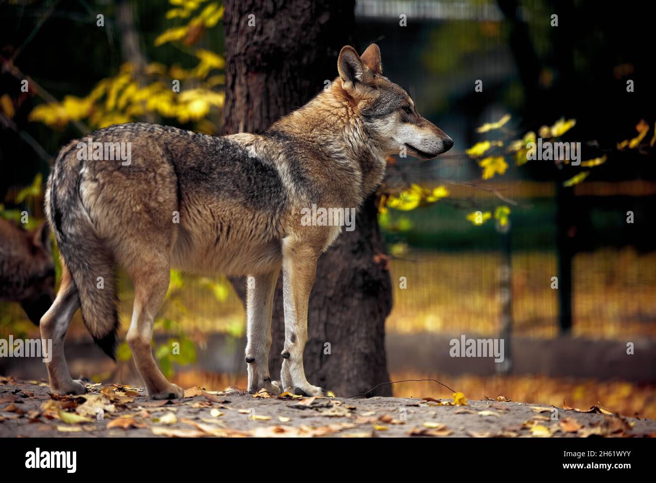 Porträt eines grauen Wolfes Canis Lupus, ein Nahaufnahme-Foto eines Raubtieres. Stockfoto