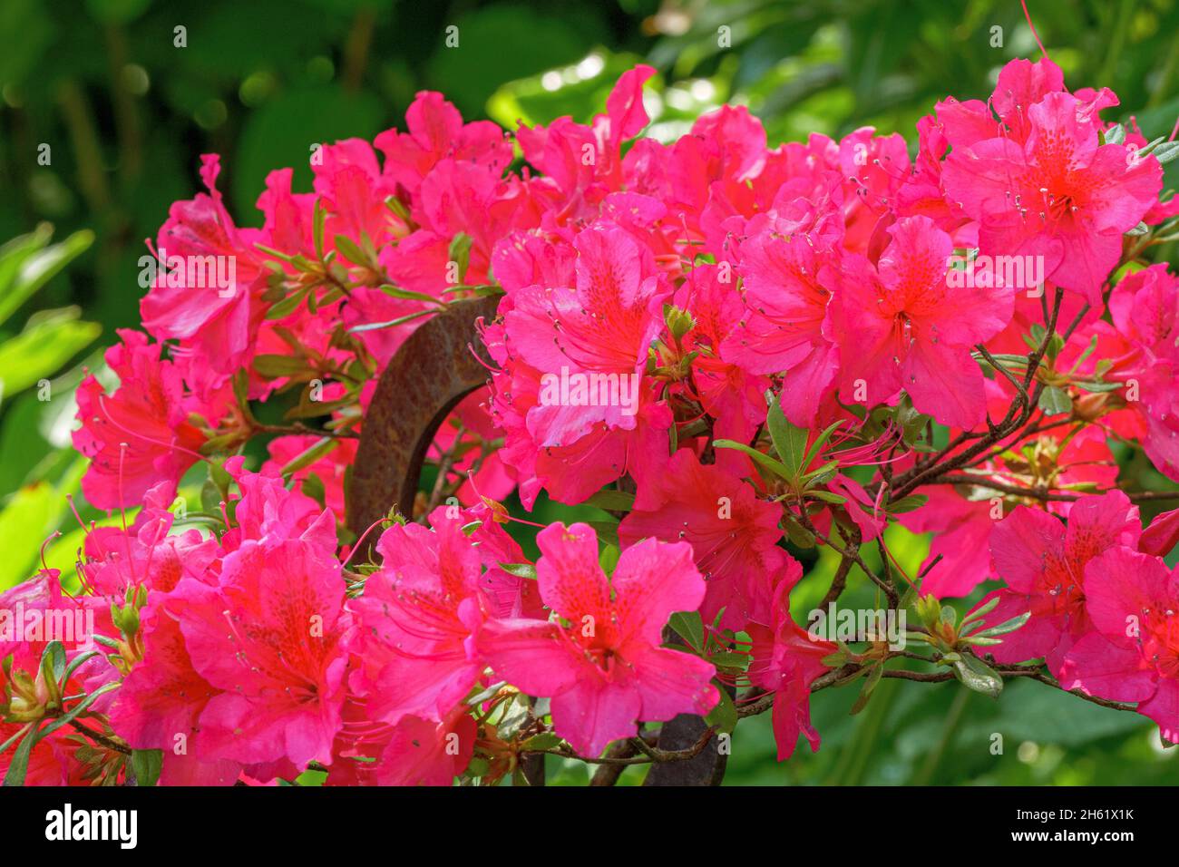 Blühender Rhododendron, Gartenpflanze, bayern, deutschland, europa Stockfoto