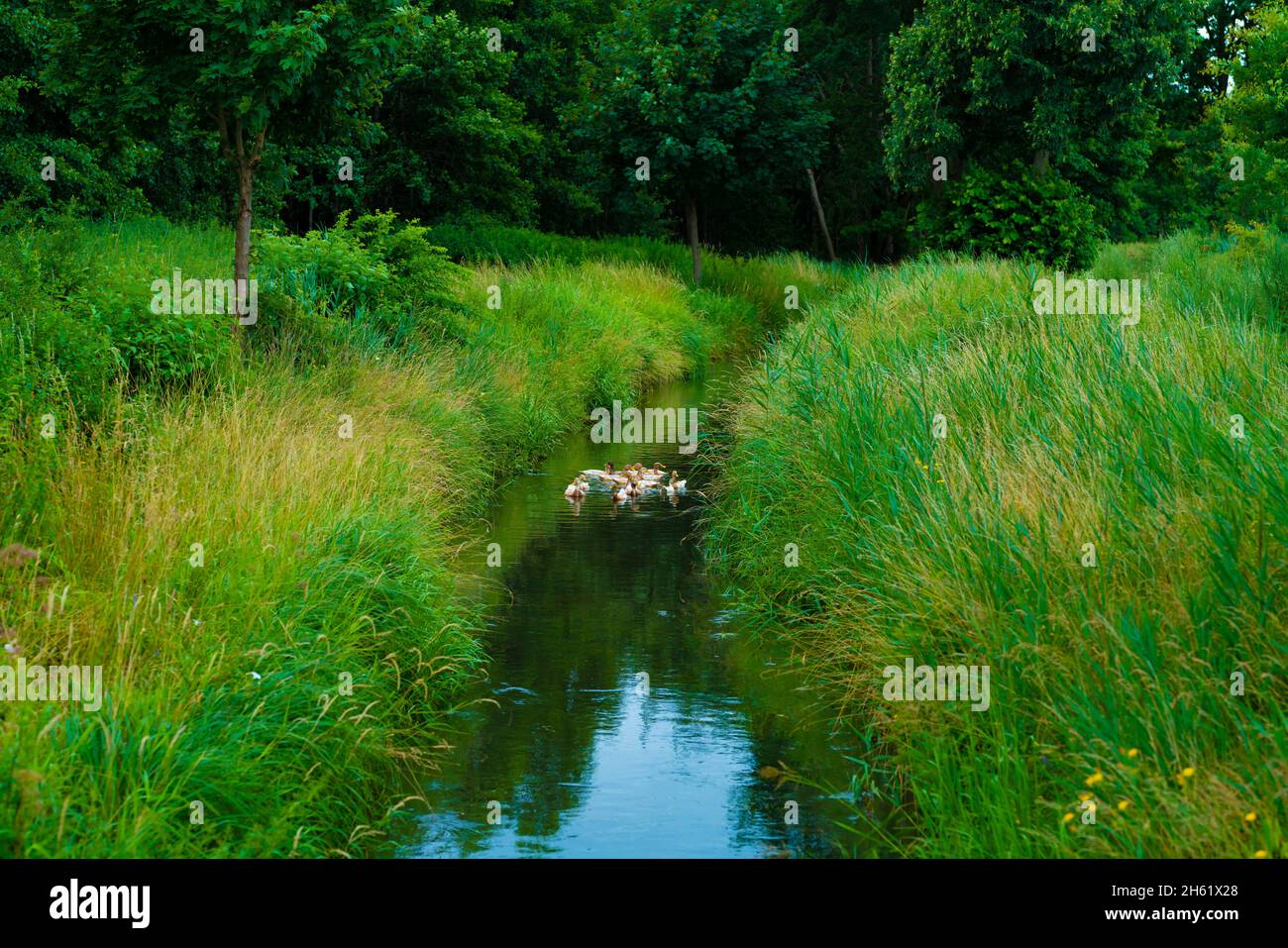 Kleiner, enger Fluss mit einer großen Entenfamilie im Wasser Stockfoto