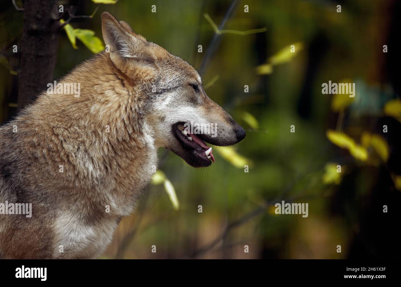 Porträt eines grauen Wolfes Canis Lupus, ein Nahaufnahme-Foto eines Raubtieres. Stockfoto