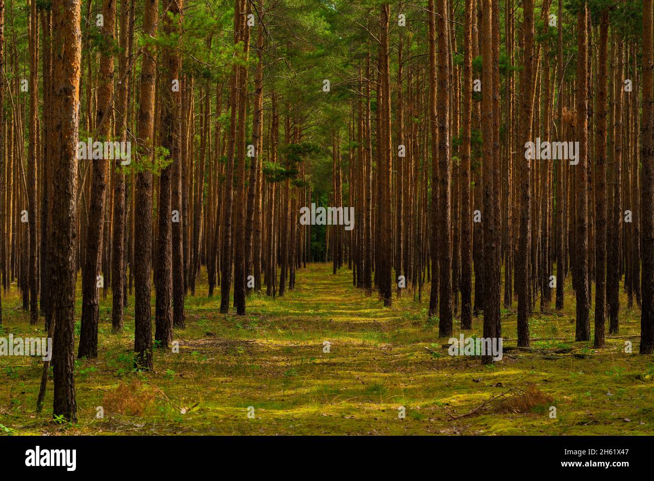 Enger Weg in einem jungen Kiefernwald für Forstfahrzeuge Stockfoto