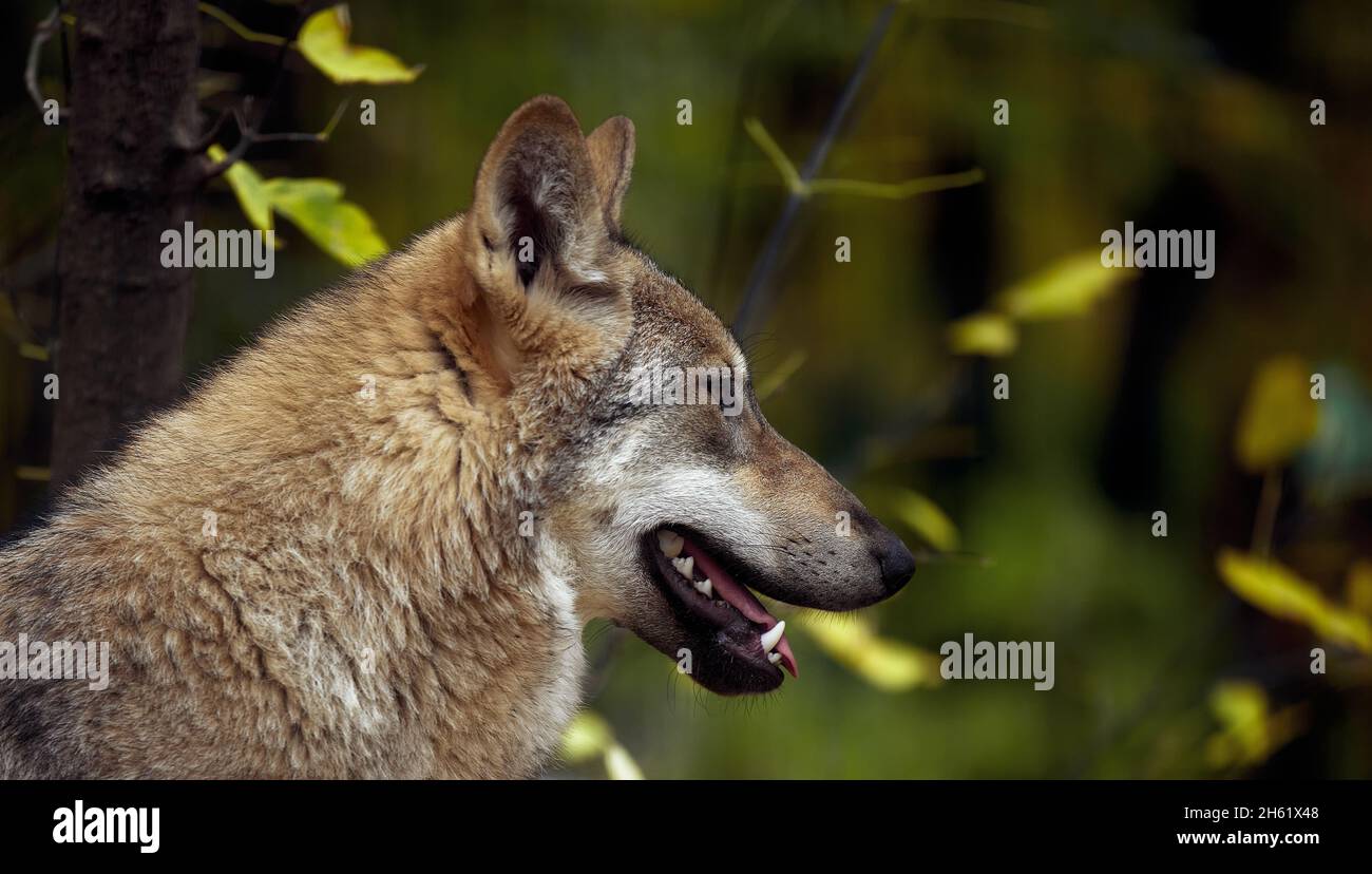 Porträt eines grauen Wolfes Canis Lupus, ein Nahaufnahme-Foto eines Raubtieres. Stockfoto