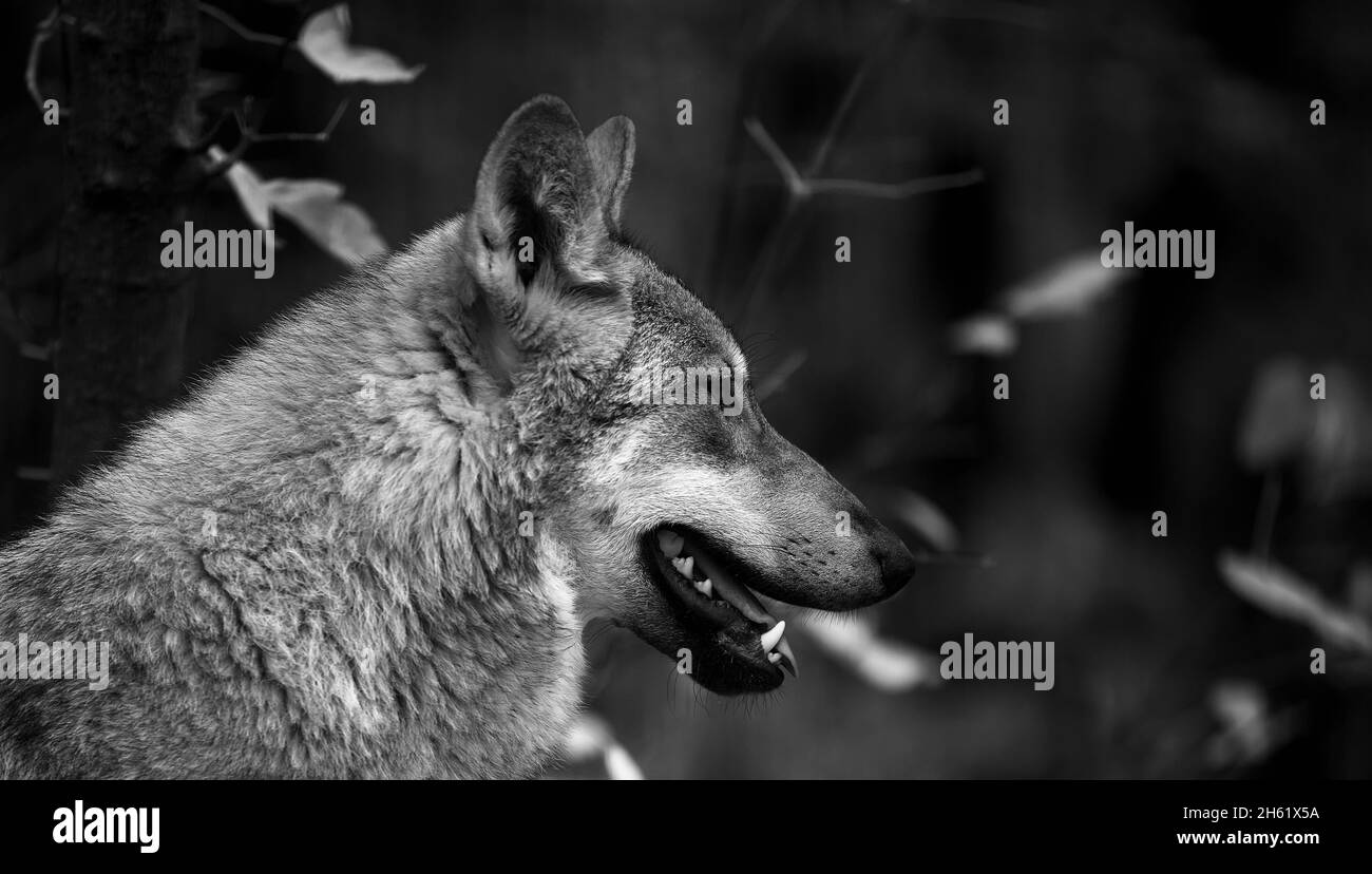 Porträt eines grauen Wolfes Canis Lupus, ein Nahaufnahme-Foto eines Raubtieres. Stockfoto