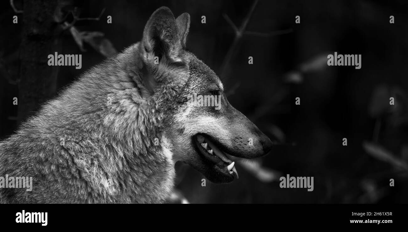 Porträt eines grauen Wolfes Canis Lupus, ein Nahaufnahme-Foto eines Raubtieres. Stockfoto