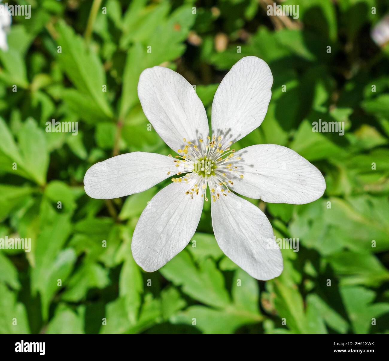 Eine Nahaufnahme einer weißen Anemonblume aus Holz, England, Großbritannien Stockfoto