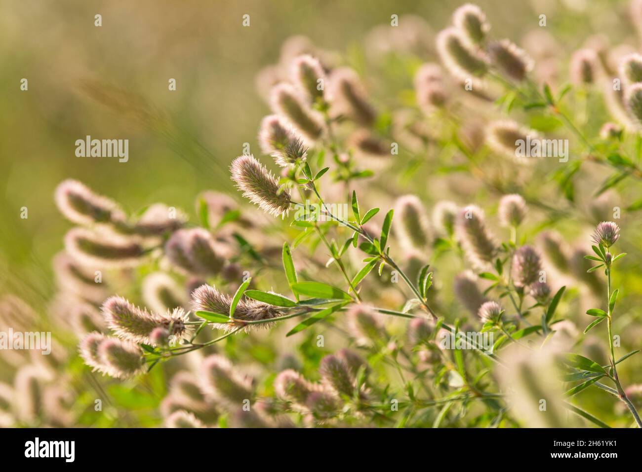 hase-Kleeblatt (trifolium arvense), Blütenstände leuchten in der Hintergrundbeleuchtung Stockfoto