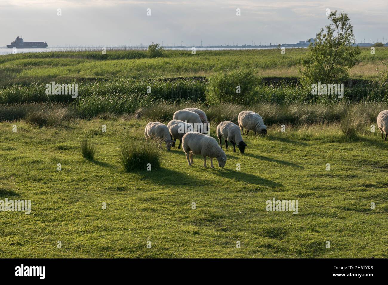 Schafe auf der Wiese an der Fähre glückstadt-wischhafen, deutschland. Stockfoto