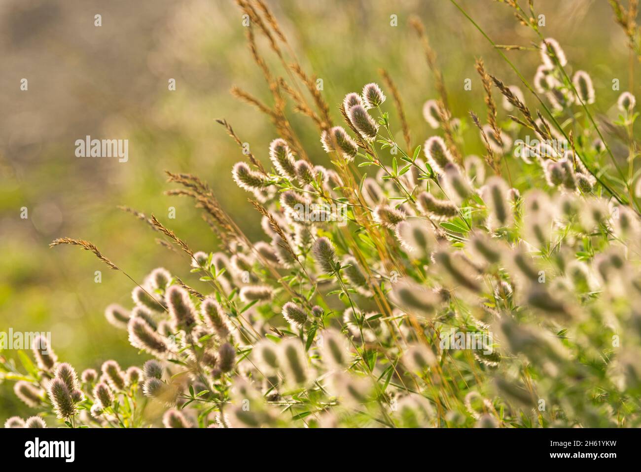 hase Kleeblatt (trifolium arvense) und Gräser, Blütenstände leuchten im Hintergrund Stockfoto