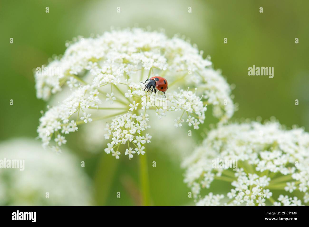 Marienkäfer (siebenpunkt,coccinella septempunctata) auf einer Doldenblume des Wiesenkerbosses (anthriscus sylvestris) Stockfoto