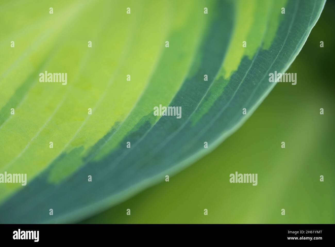 funkia (Hosta), Blatt, Detail, Unschärfe Stockfoto
