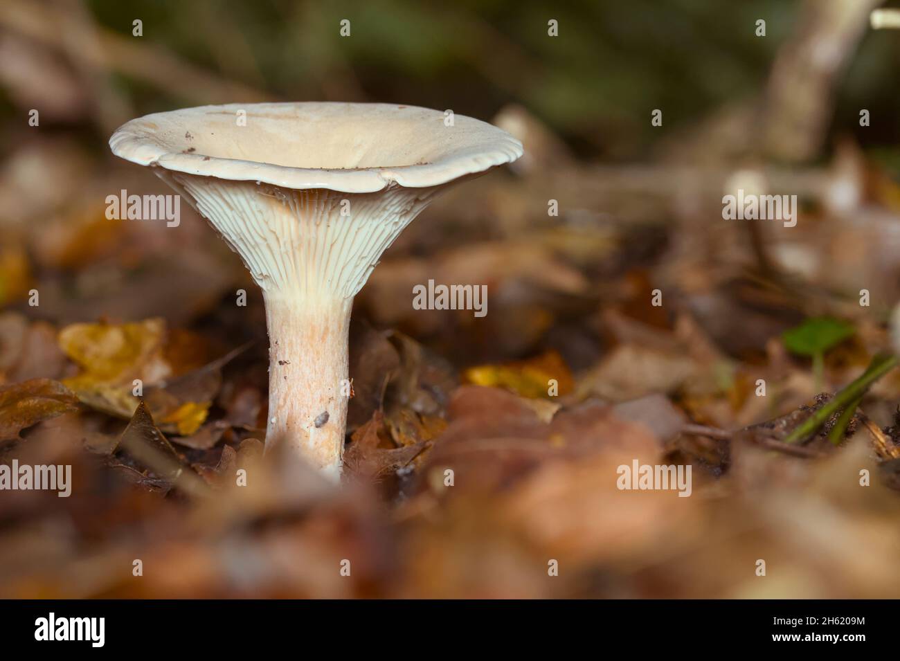 Trooping Trichter Pilz, Toadstool, Pilz, Clitocybe Geoptra, wächst auf dem Waldboden, New Forest UK Stockfoto