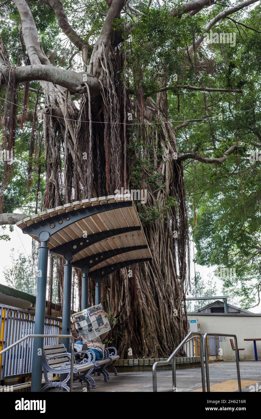 Zeitungsleser an der Bushaltestelle und riesigen Baum, traditionelles Fischerdorf Tai o, lantau Stockfoto