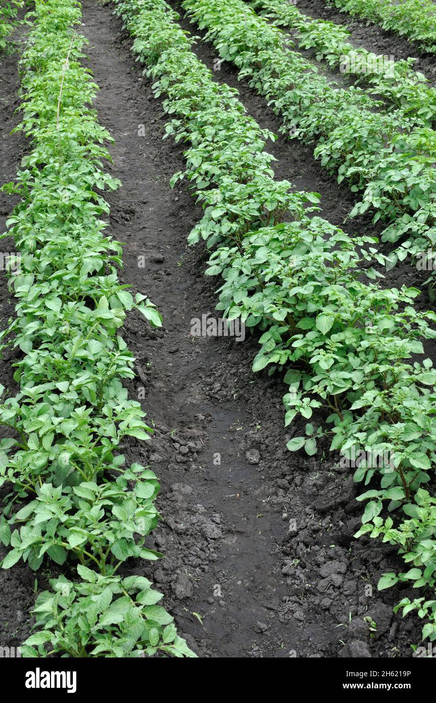 Biologisch angebaute Kartoffeln im Gemüsegarten, vertikale Zusammensetzung Stockfoto