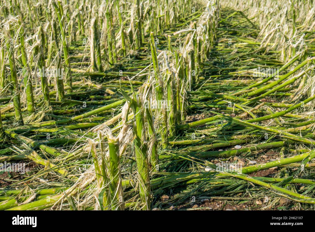 Hagelschäden und Starkregen zerstören die Landwirtschaft in bayern nördlich von murnau Stockfoto