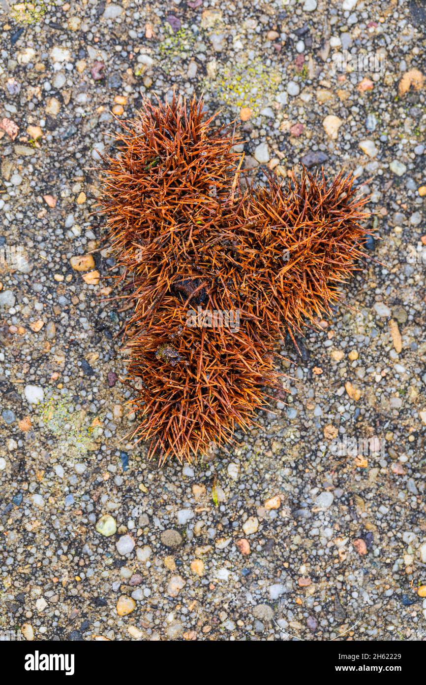 Kastanienschale, Herzform, Stillleben, Natur Stockfoto