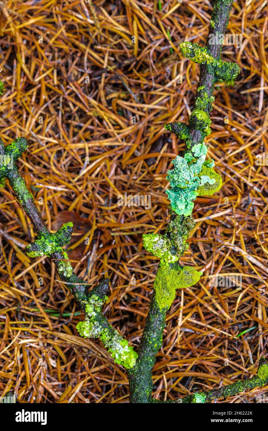 Flechten-bedeckten Baumzweig auf Waldboden, Wald Stillleben Stockfoto