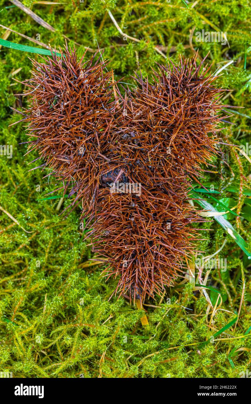 Kastanienschale, Herzform, Stillleben, Natur Stockfoto