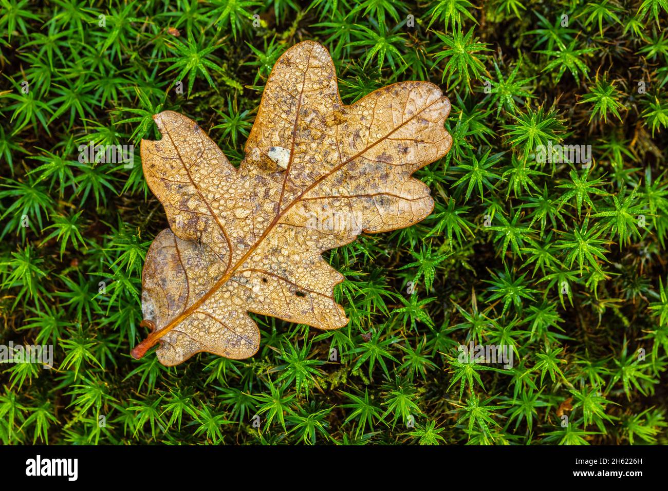 Eichenblatt auf Moos, Natur im Detail Stockfoto