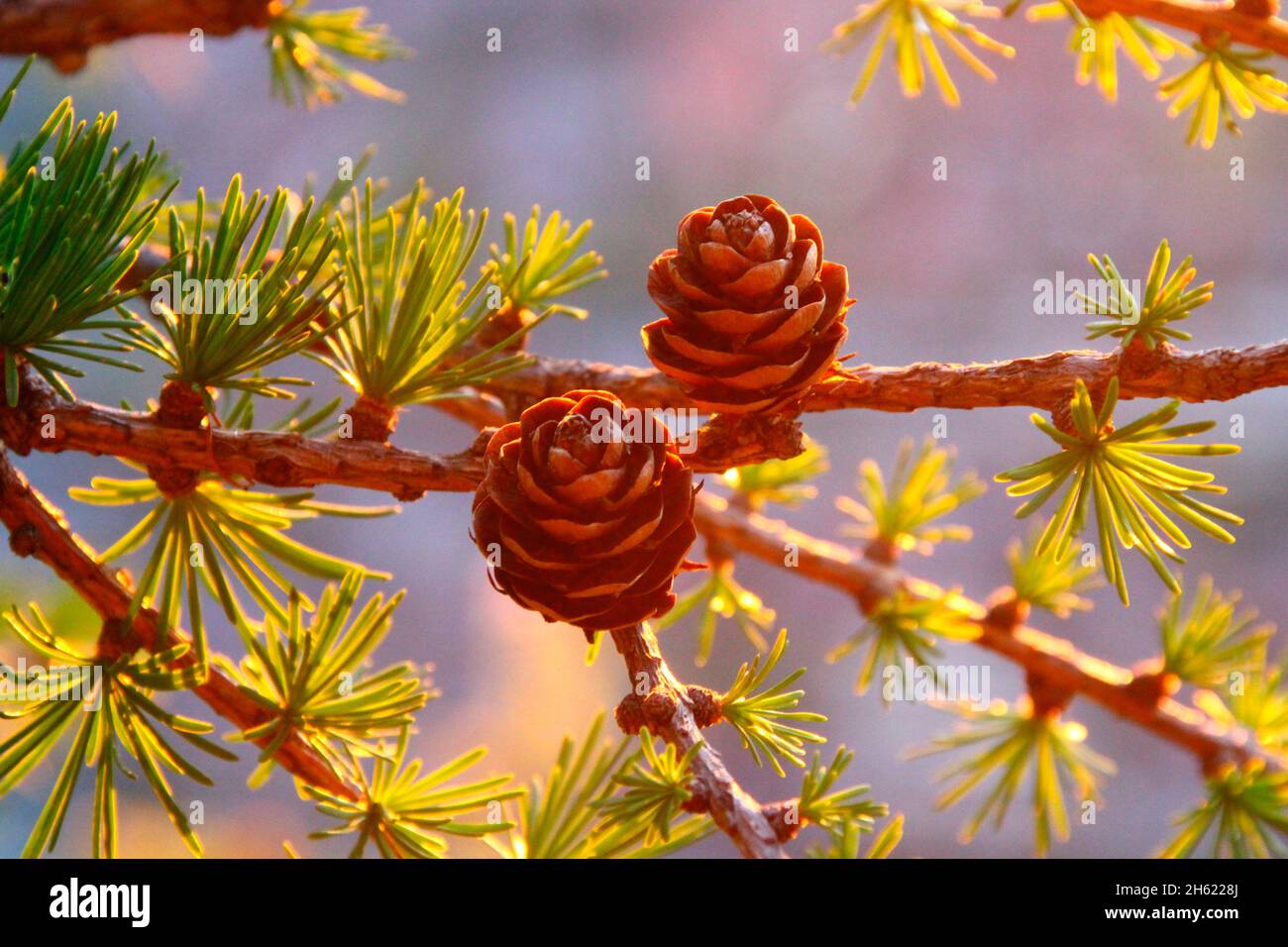 Lärchenzweige im Hintergrund,larix,Sonnenuntergang,fotografiert auf der mittenwalder Hütte am karwendel,mittenwald,oberbayern,isartal,bayern,deutschland,europa Stockfoto