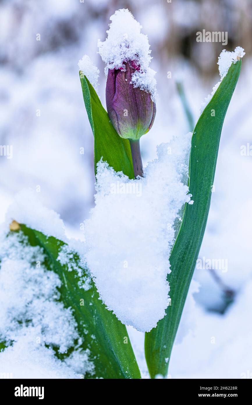 Schneebedeckte Tulpe, Wintereindruck Stockfoto