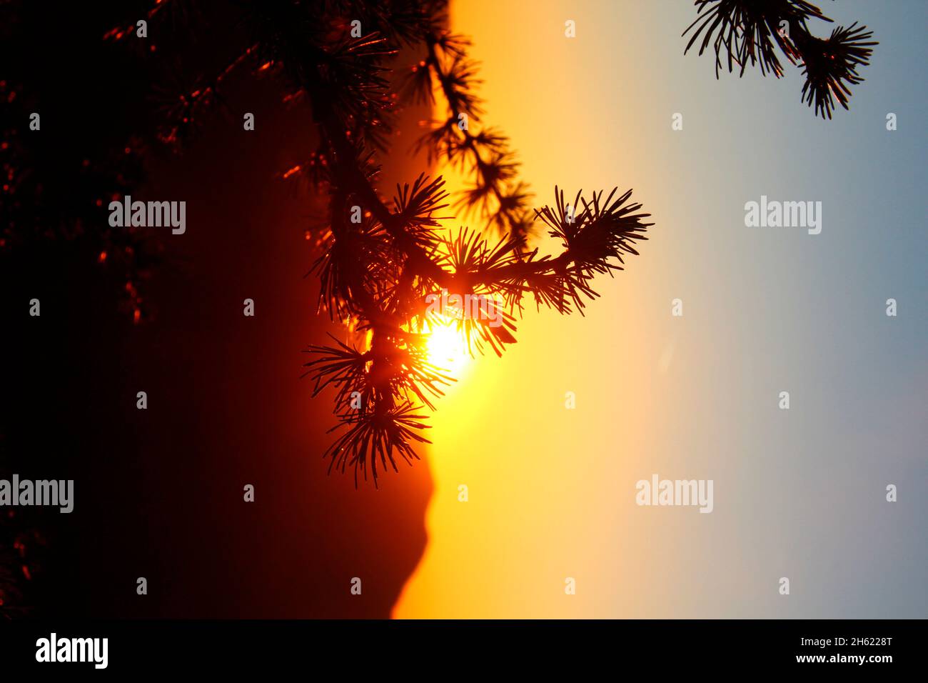 Lärchenzweige im Hintergrund, Sonnenuntergang, fotografiert auf der mittenwalder Hütte am karwendel, mittenwald, oberbayern, isartal, bayern, deutschland, europa Stockfoto