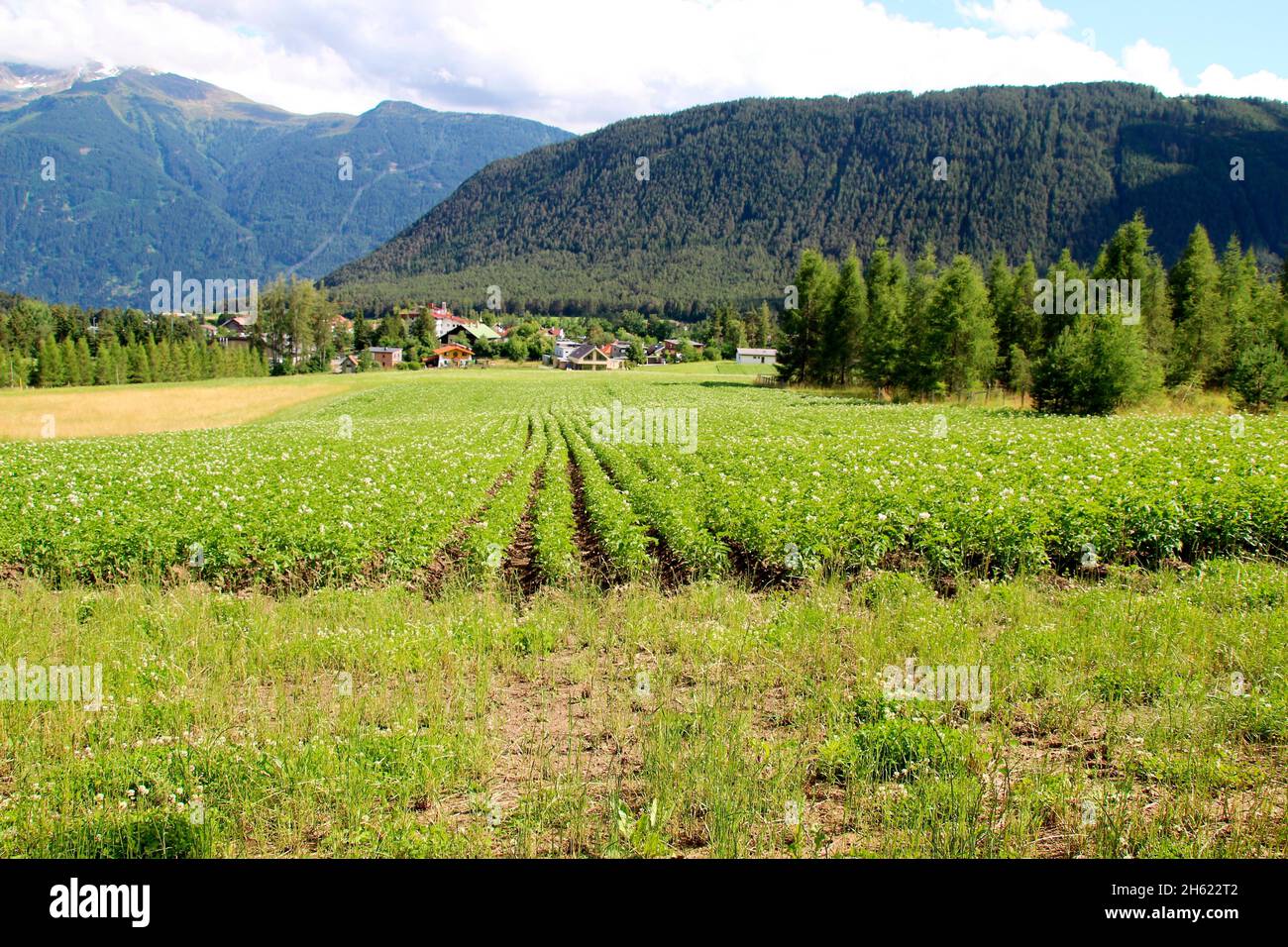 österreich,tirol,mieminger Hochplateau,wildermieming,Kartoffelfeld,Kartoffel,aussen,Sommer,Wiese,Sommerwiesen,Orstansicht, Stockfoto