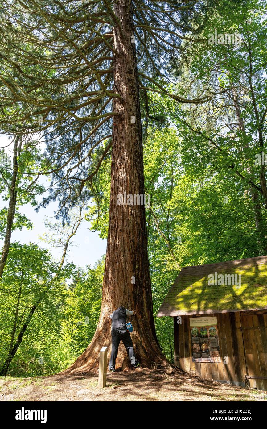europa,deutschland,baden-württemberg,Schönbuch Region,waldenbuch,Wanderer an einem Mammutbaum auf dem herzog-jäger-Weg bei waldenbuch Stockfoto