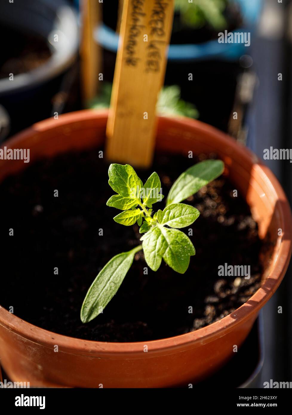 Tomatensämlinge im Gärtnertopf Stockfoto