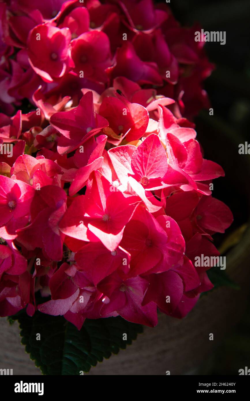 Sommerblumen, Hortensien Stockfoto