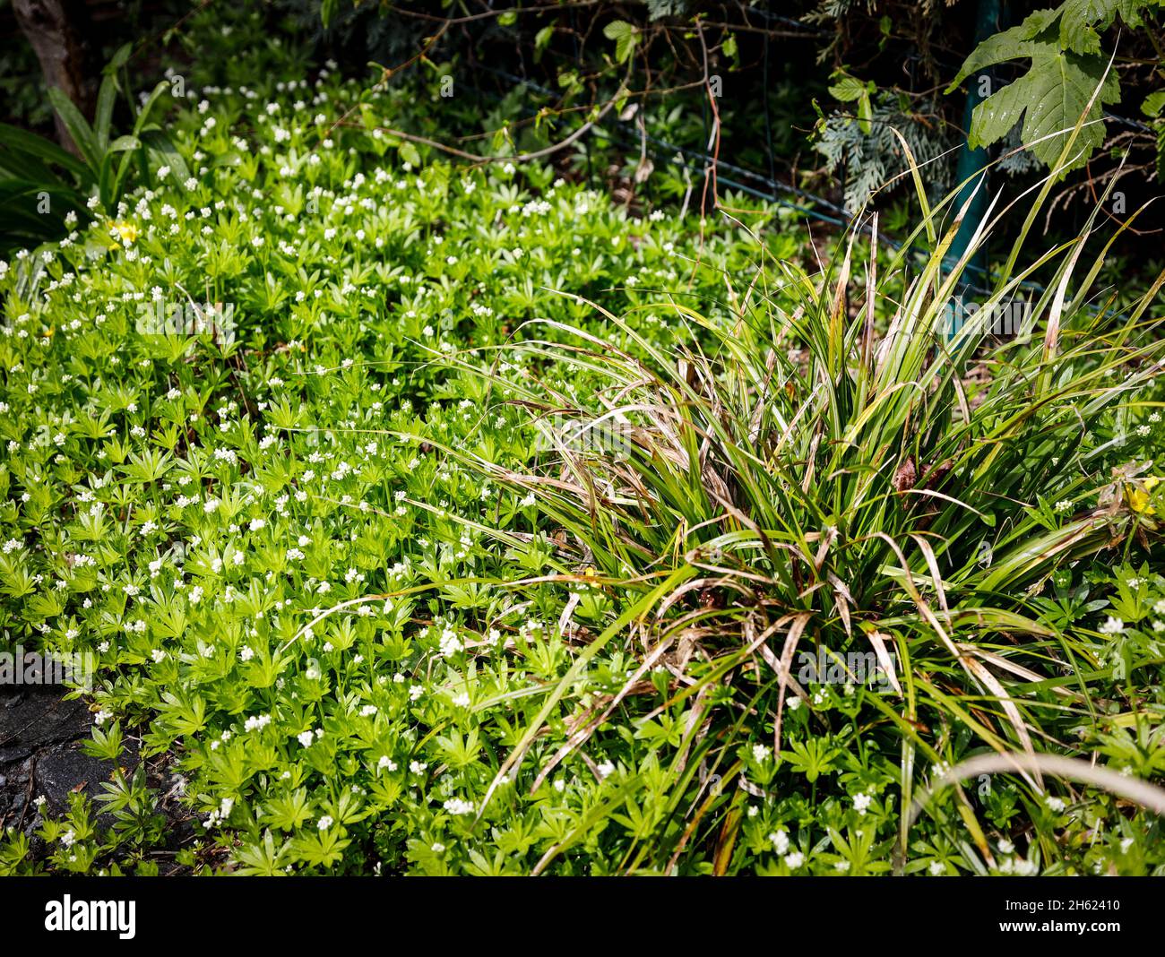 waldmeister mit Blumen im Mai Stockfoto