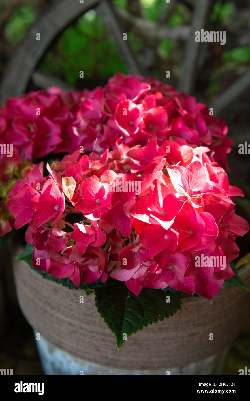 Sommerblumen, Hortensien Stockfoto