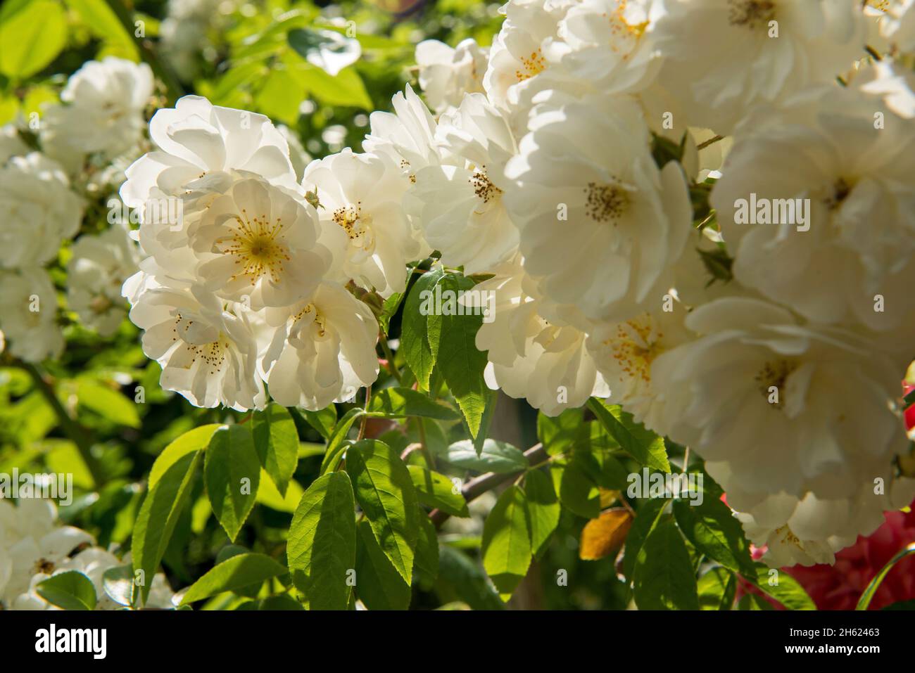 Weiße Rosen, Wanderrose, Hüttengarten, Sommer Stockfoto