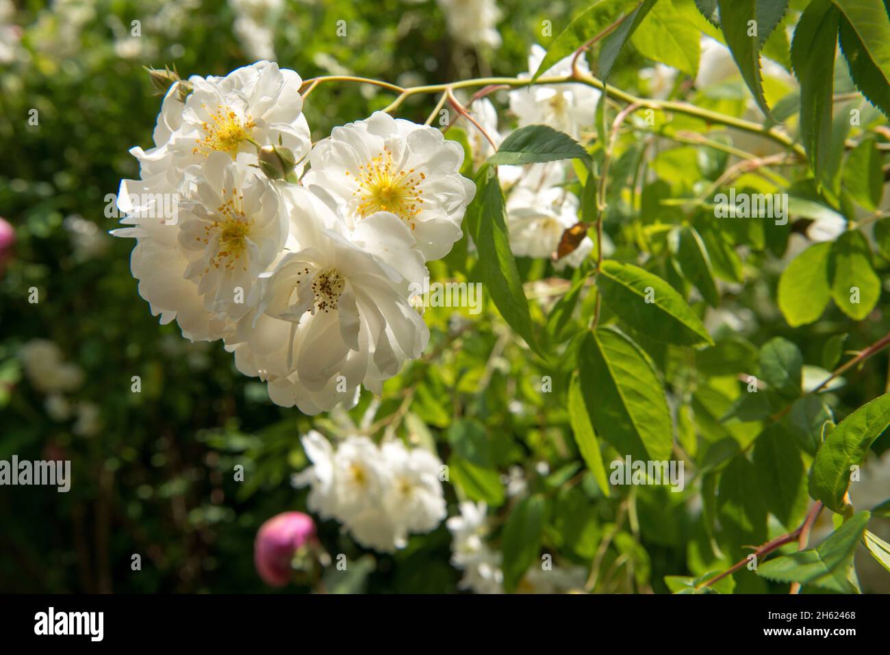 Weiße Rosen, Wanderrose, Hüttengarten, Sommer Stockfoto