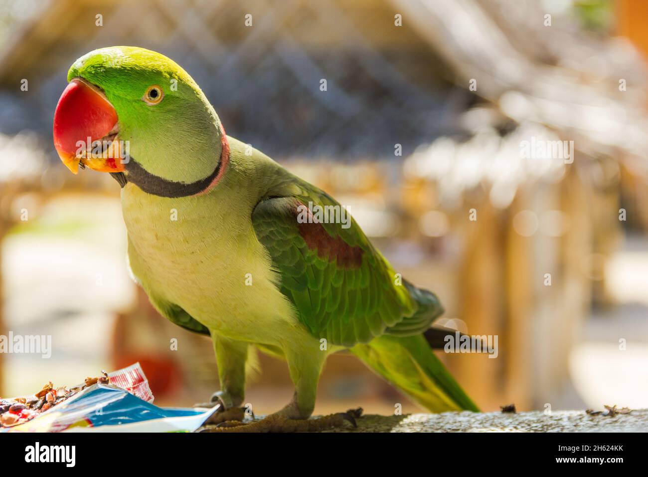 Nahaufnahme eines grünen Papageien in Koh Phangan, Thailand. Aufmerksames Konzept exotischer Vögel Stockfoto