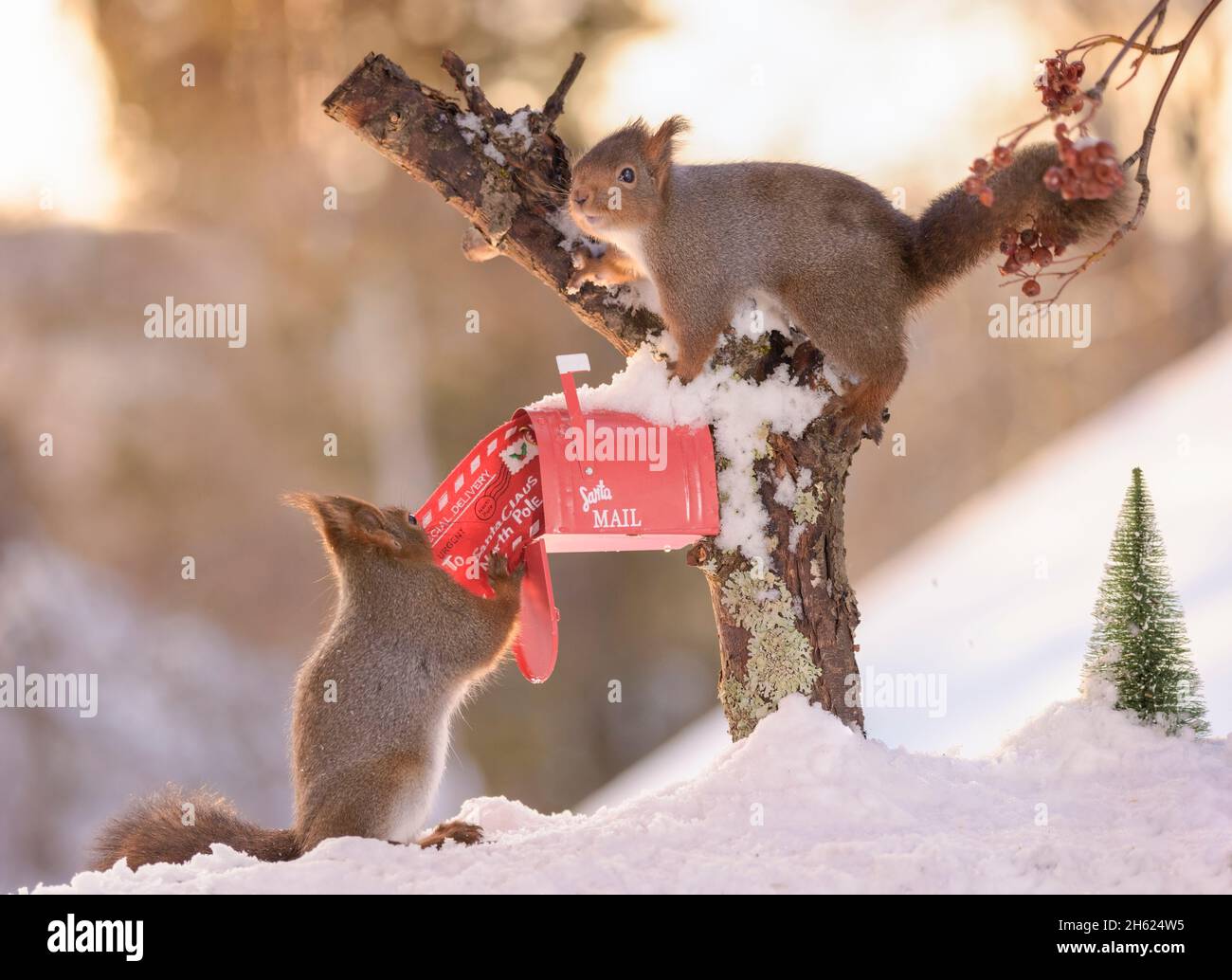 Rote Eichhörnchen posten einen weihnachtsbrief Stockfoto