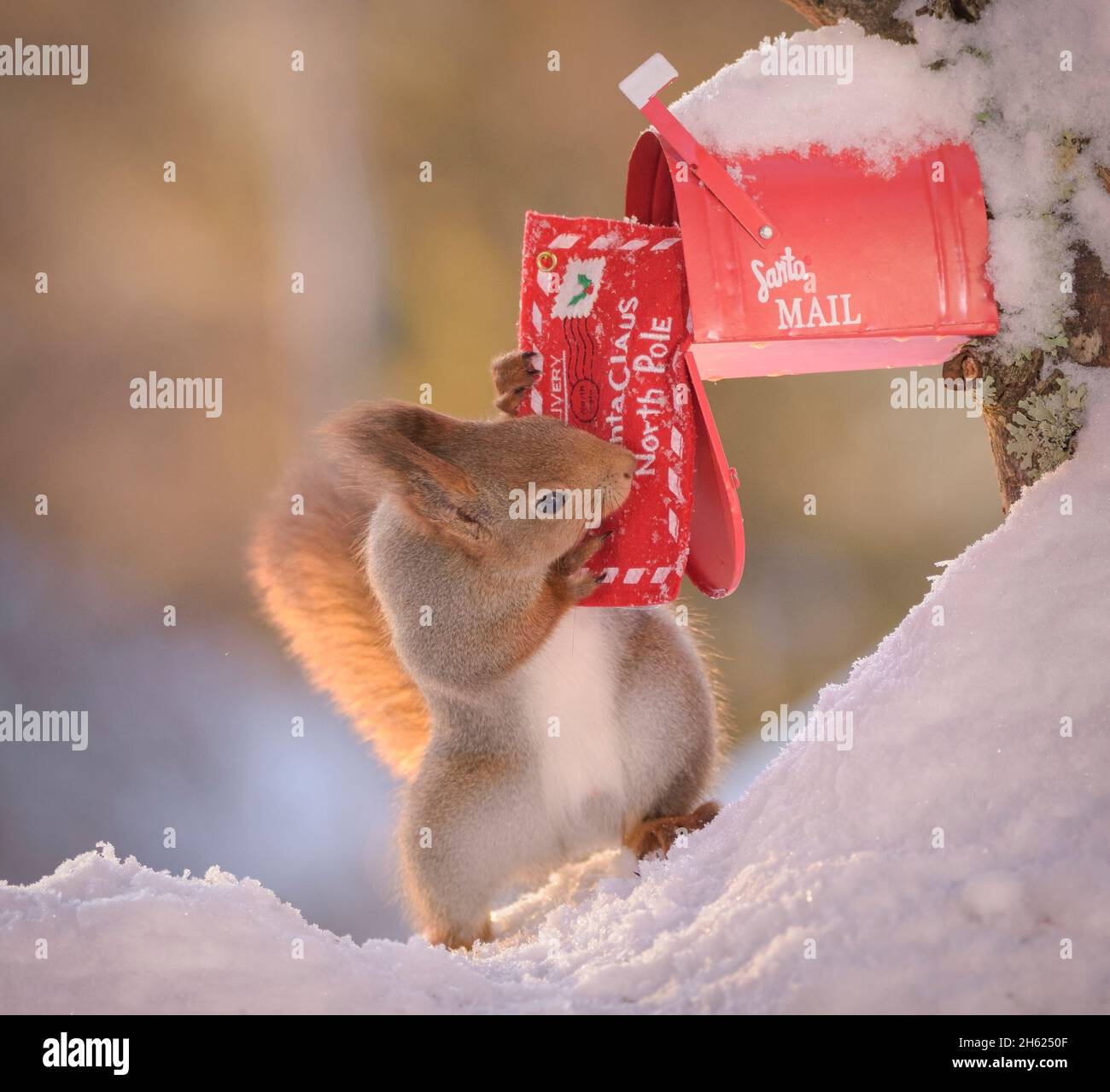 Rotes Eichhörnchen, das einen weihnachtsmann-Brief postet Stockfoto