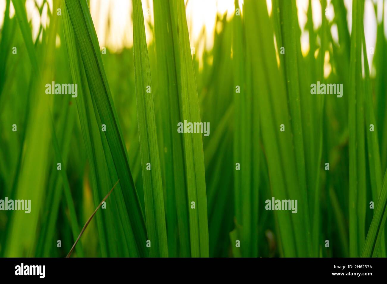Reisfeld im ländlichen Reisanbau mit wolkenbehtem Himmel bei Tageslicht, grünes Feld im ländlichen Raum, Reisfeld mit grünem Feld Stockfoto