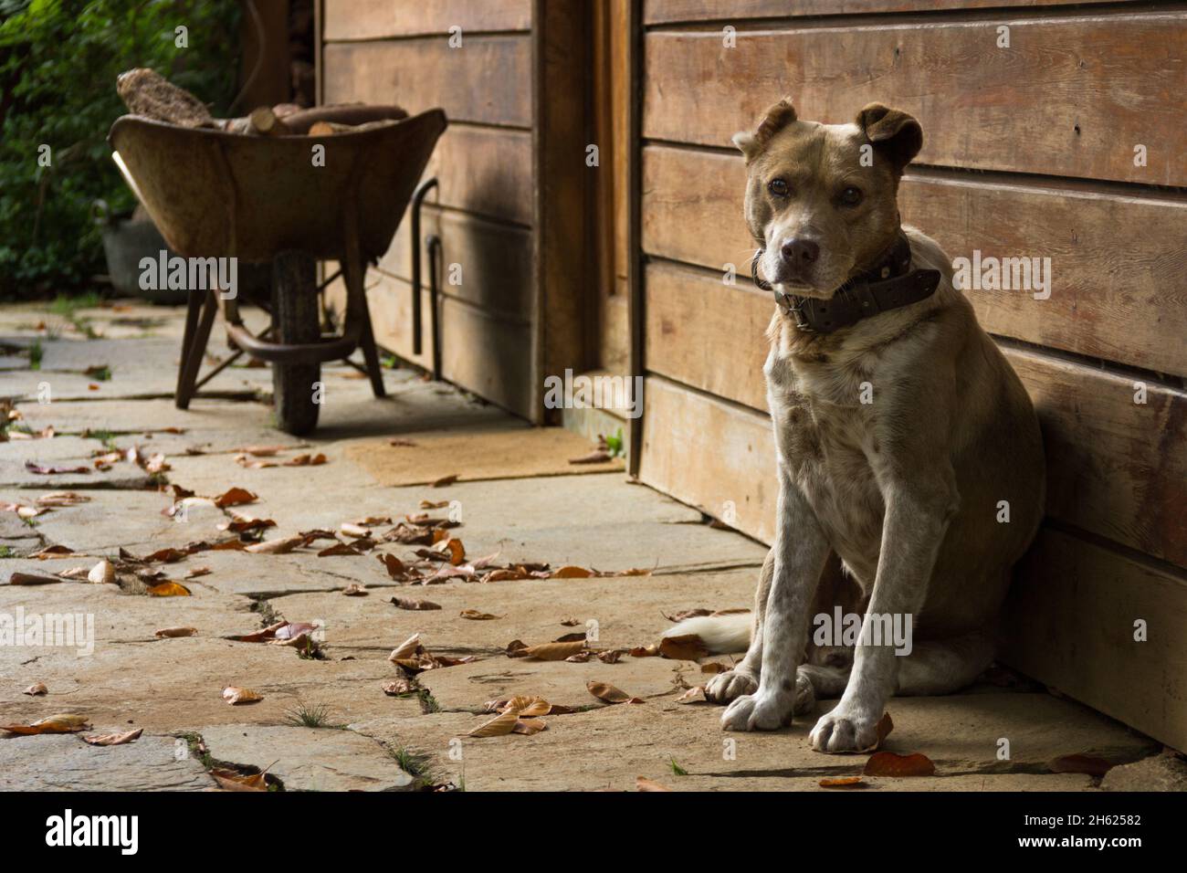 Wachsame braune Hund sitzt vor der Haustür von Holzhaus und Schubkarre auf dem Hintergrund und Blätter auf dem Boden. Hüterin des ländlichen Heims Stockfoto